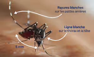 reconnaitre_le_moustique-tigre-1024x633.jpg